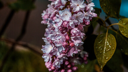 close up of blossom lilac  flowers