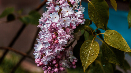 close up of blossom lilac  flowers