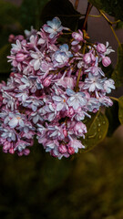 close up of blossom lilac  flowers