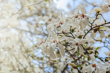 White magnolia blooming in spring. Natural background