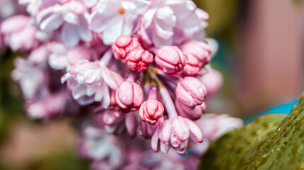 close up of blossom lilac  flowers