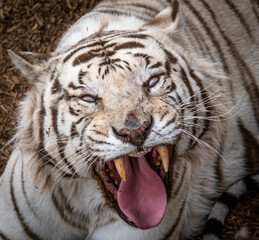 Angry Tiger Roaring.