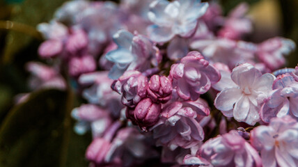 close up of blossom lilac  flowers