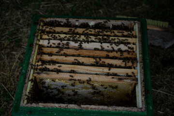 bees at the entrance and on frame
