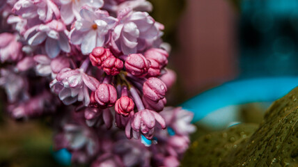 close up of blossom lilac  flowers