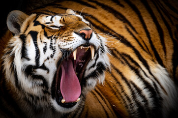 Angry Tiger Roaring 