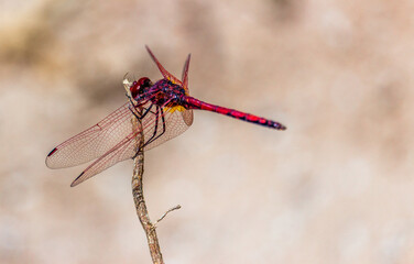 red dragonfly on a branch