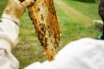 beekeeper at work with honeycomb