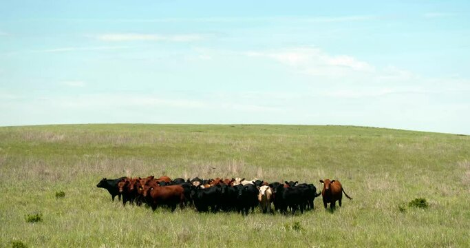 cow herd poses for family photo on prairie in summer