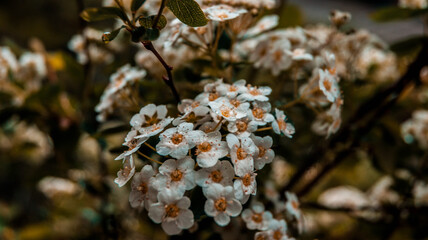 close up of blossom flowers