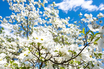 Dogwood flowers in bloom