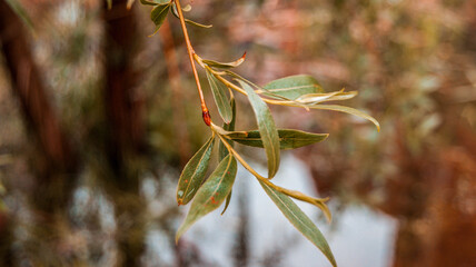 green leaves close up