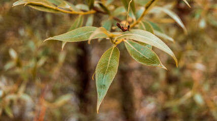 green leaves on a tree