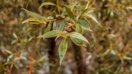 green leaves in the forest
