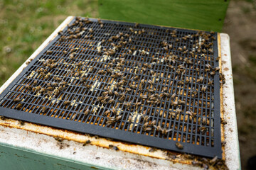 bees at the entrance and on frame