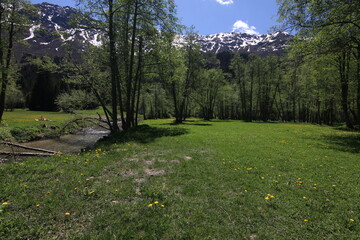 Alps view with snow, summer forest and meadow, and river Switzerland, Ticino, Campra