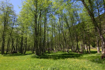 three forest