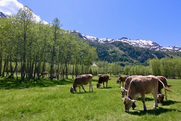 Fototapeta na wymiar Cows with alps on the background, Switzerland, Campra, Ticino