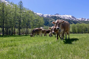 Cows with alps on the background, Switzerland, Campra, Ticino