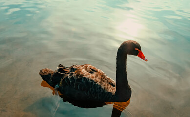 Isolated black swan floating on rippled pond water at sunset. Graceful, soothing nature scene.