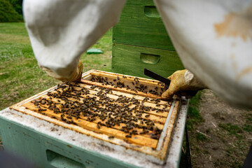 beekeeper at work with honeycomb
