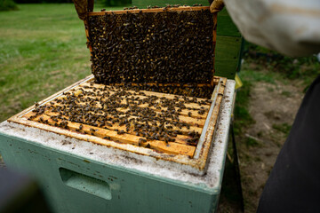 beekeeper at work with honeycomb