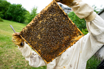 beekeeper at work with honeycomb