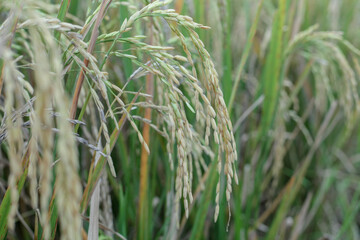 Rice plants in the fields are ready to harvest