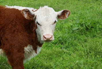 Close-up head and shoulders of young red with white face Hereford calf looking at camera in the...