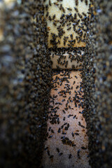 honey bees macro on honeycomb