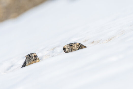 marmottes sur la neige en montagne