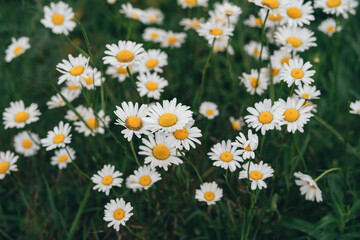 Fototapeta premium top view of a bunch of camomile flowers. High quality photo