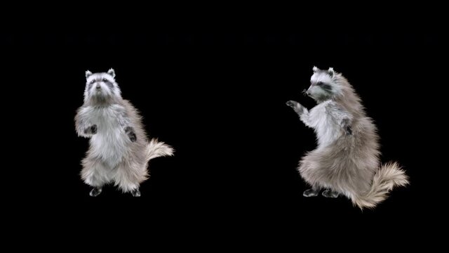 raccoon Dance CG fur 3d rendering animal realistic CGI VFX Animation Loop composition 3d mapping cartoon, with Alpha matte