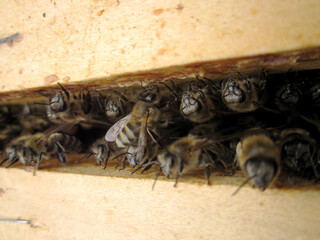 Obraz premium Winged bee slowly flies to beehive collect nectar on private apiary