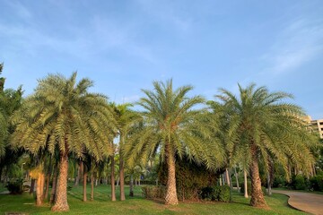 Obraz na płótnie Canvas palm trees on a tropical beach