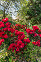 Fototapeta na wymiar Red Spring Rhododendrons 2
