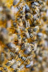 honey bees macro on honeycomb