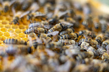 honey bees macro on honeycomb