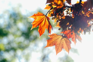 autumn marple leaves background