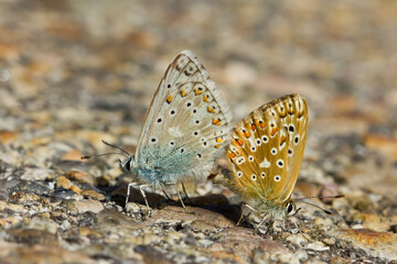 Fototapeta na wymiar Polyommatus hispana, còpula de mariposas sobre la roca.