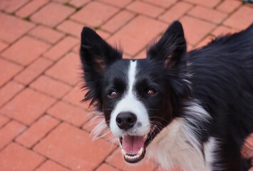 Happy Border Collie Head In Czech Republic. Black and White Dog Smiling at Camera