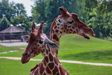 Two giraffe heads portrait in the zoo park Dvůr Králové in Czech Republic.
