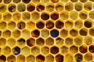 pollen in honeycombs close up