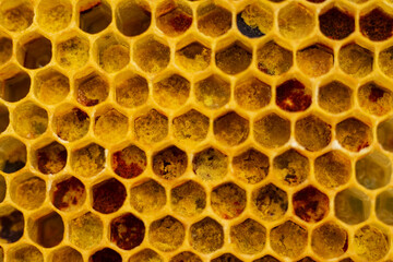 pollen in honeycombs close up
