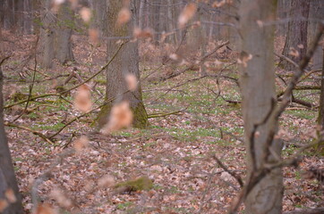 bory, drzew, las, drzew, drewna, zieleń, krajobraz, jesienią, park, drewna, gras, feuille, jary, feuille, buk, galąz, außenaufnahme, mech, droga, naturalny, roślin, lato, las, okolica, pora roku