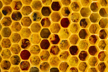 pollen in honeycombs close up