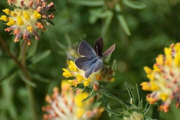 Two Common blue butterflies male and female on yellow greater birdsfoot trefoil flowers