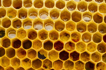 pollen in honeycombs close up