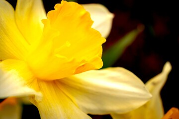 Background with yellow flower petals closeup