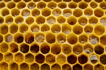 pollen in honeycombs close up